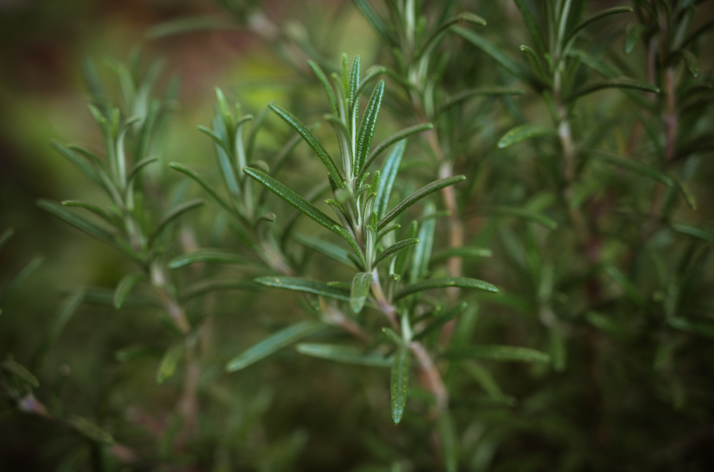 Mandarin Rosemary